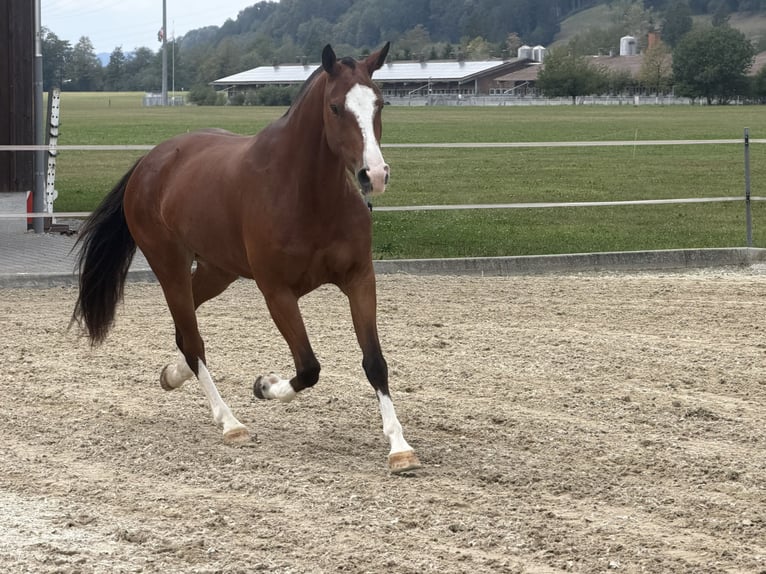 Freiberg / Franches Montagnes Giumenta 3 Anni 153 cm Baio in Niederbüren