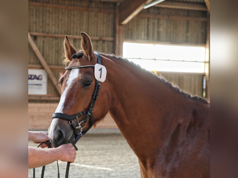 Freiberg / Franches Montagnes Giumenta 3 Anni 154 cm Baio in Sigigen