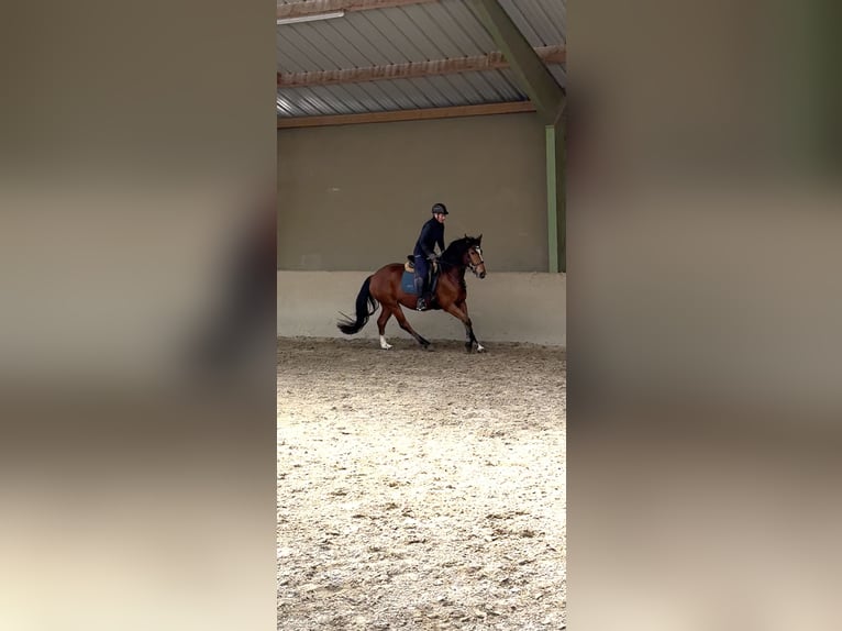 Freiberg / Franches Montagnes Giumenta 3 Anni 154 cm Baio in Paderborn