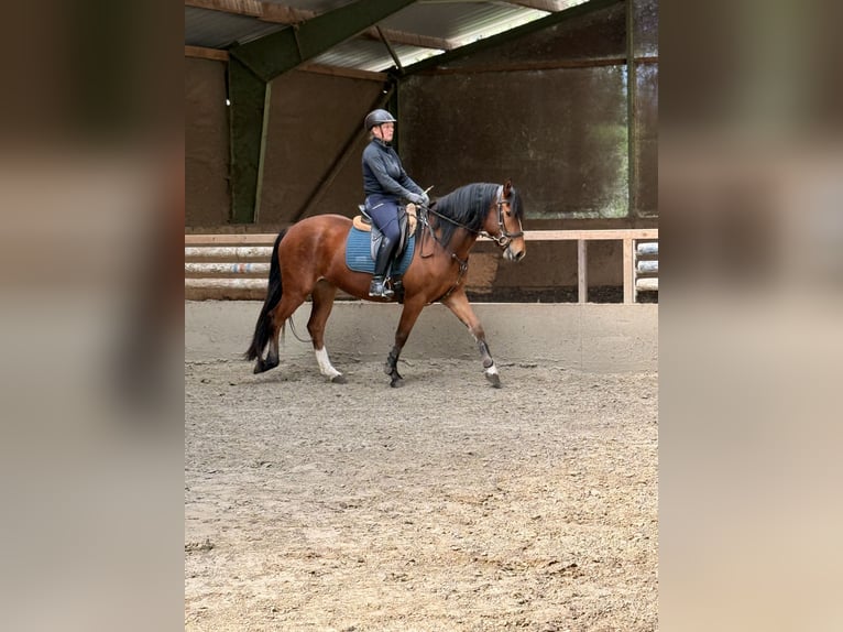 Freiberg / Franches Montagnes Giumenta 3 Anni 154 cm Baio in Paderborn