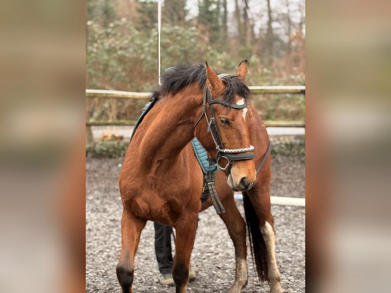 Freiberg / Franches Montagnes Giumenta 3 Anni 157 cm Baio in Paderborn