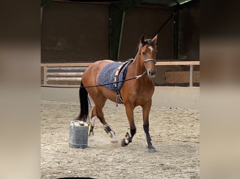 Freiberg / Franches Montagnes Giumenta 3 Anni 157 cm Baio in Paderborn