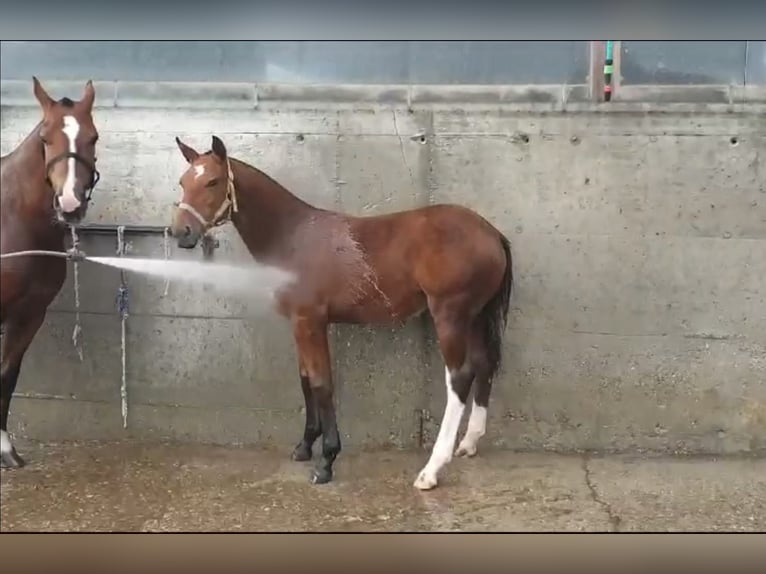 Freiberg / Franches Montagnes Giumenta 3 Anni 157 cm Baio in Paderborn