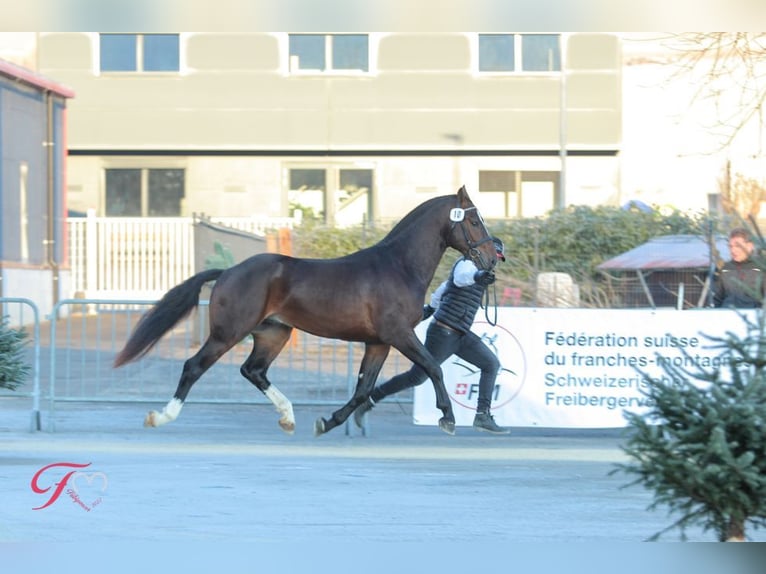 Freiberg / Franches Montagnes Giumenta 3 Anni 157 cm Baio in Paderborn