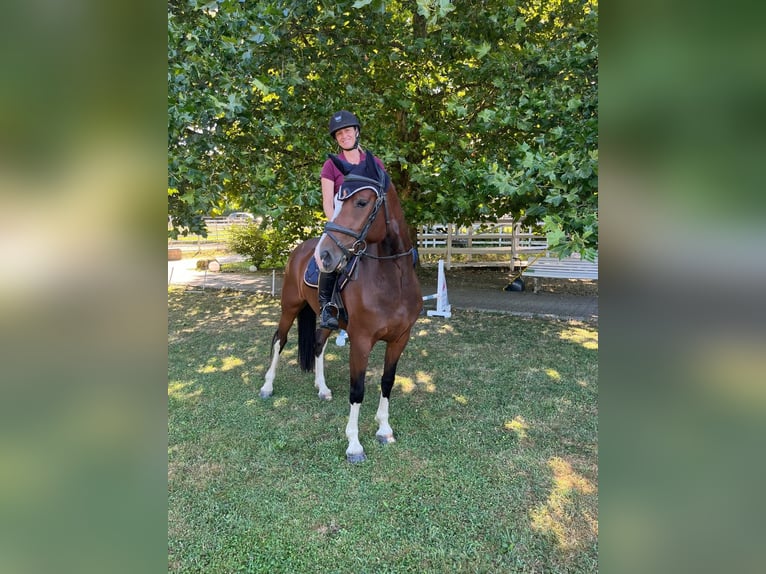 Freiberg / Franches Montagnes Giumenta 3 Anni 157 cm Baio in Rümmingen