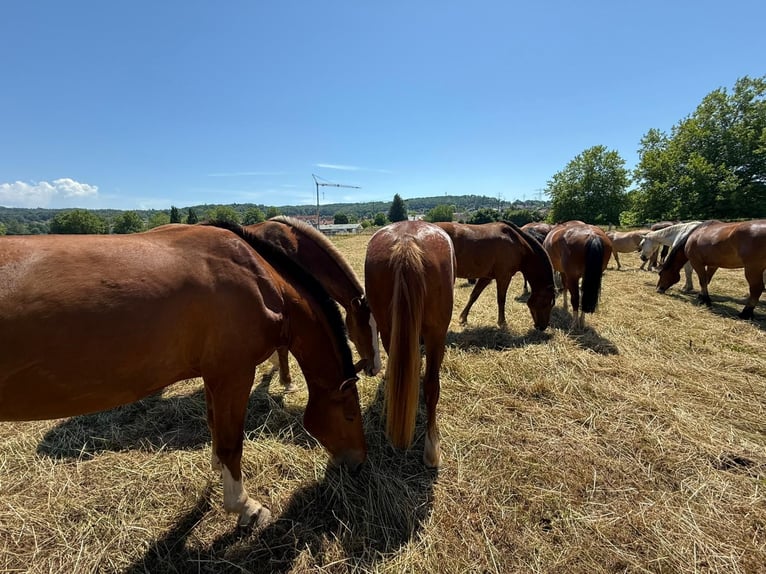 Freiberg / Franches Montagnes Giumenta 3 Anni 158 cm Baio in Rümmingen
