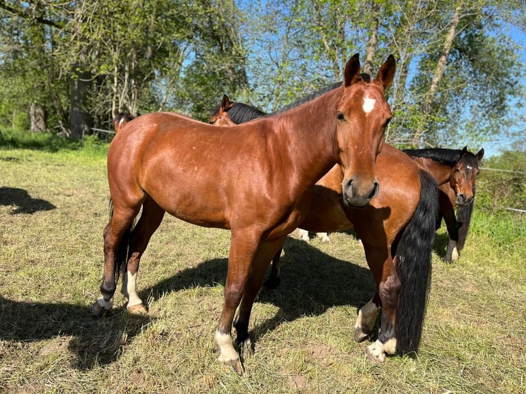 Freiberg / Franches Montagnes Giumenta 3 Anni 158 cm Baio in Rümmingen