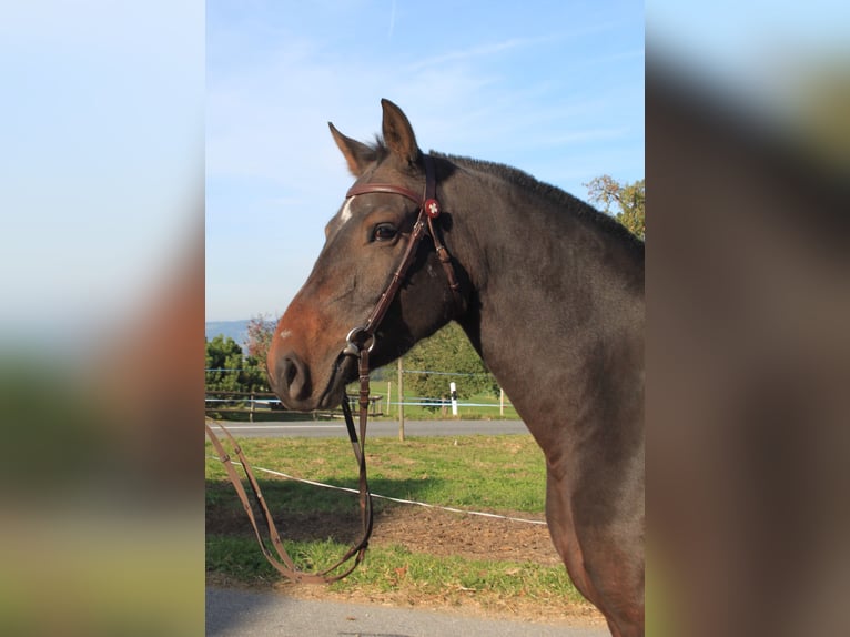 Freiberg / Franches Montagnes Giumenta 3 Anni 158 cm Baio nero in Schönholzerswilen