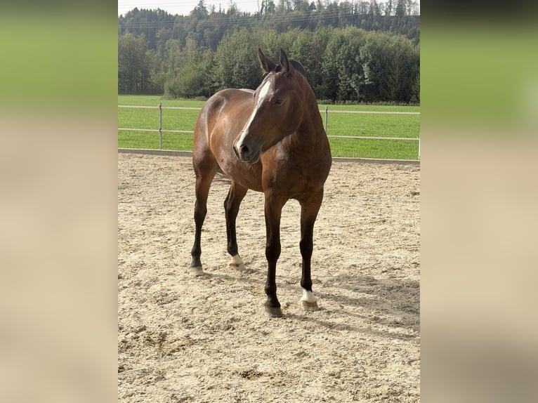 Freiberg / Franches Montagnes Giumenta 3 Anni Baio scuro in Niederbüren
