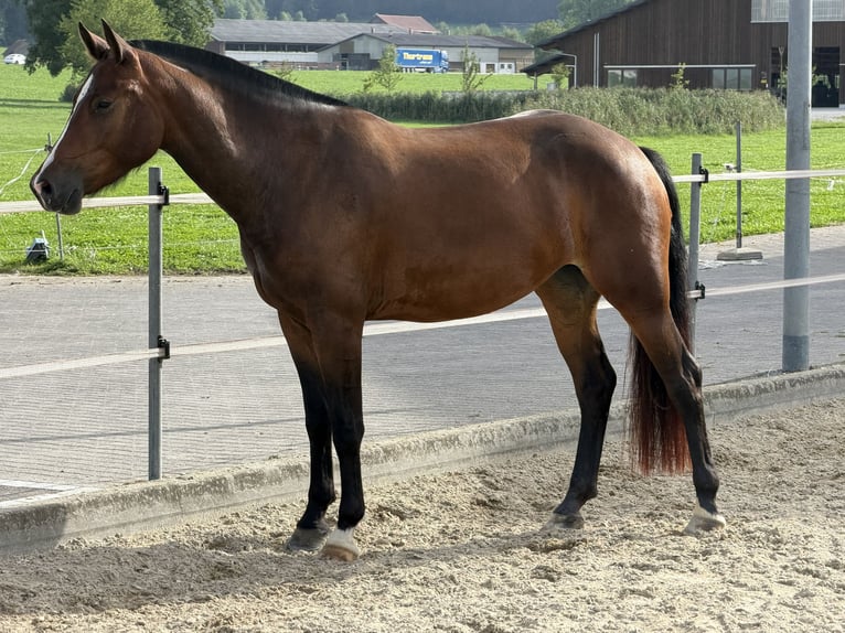 Freiberg / Franches Montagnes Giumenta 3 Anni Baio scuro in Niederbüren