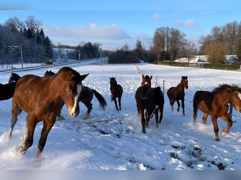 Freiberg / Franches Montagnes Giumenta 3 Anni in Rotkreuz
