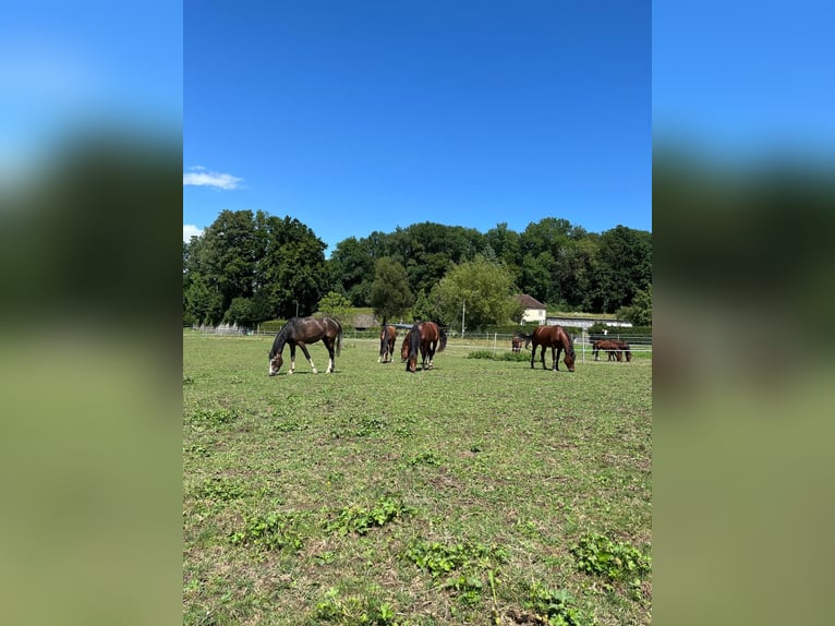Freiberg / Franches Montagnes Giumenta 3 Anni in Rotkreuz