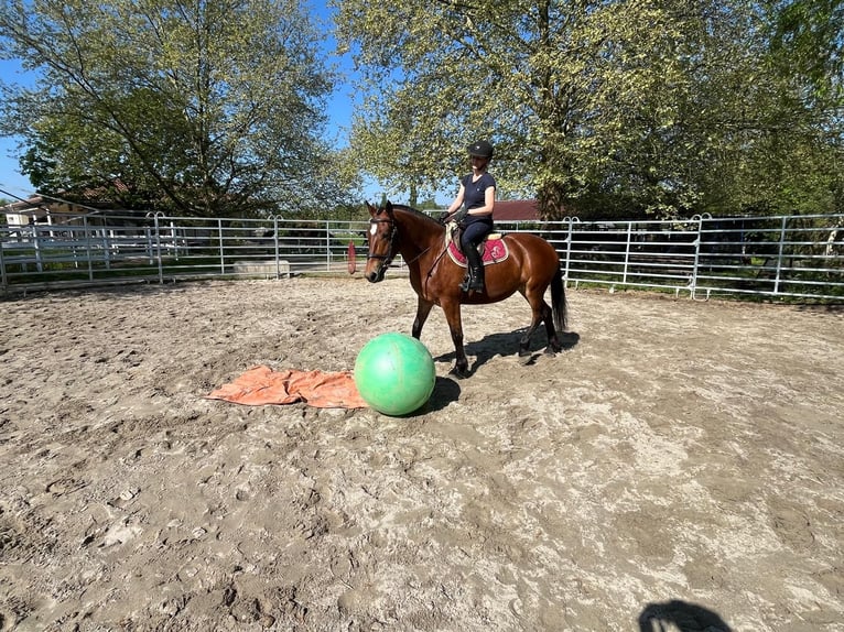 Freiberg / Franches Montagnes Giumenta 4 Anni 153 cm Baio in Rümmingen
