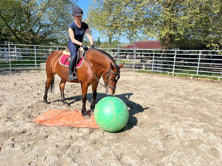 Freiberg / Franches Montagnes Giumenta 4 Anni 153 cm Baio in Rümmingen