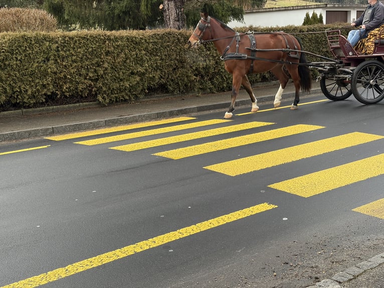 Freiberg / Franches Montagnes Giumenta 4 Anni 156 cm Baio in Rümmingen