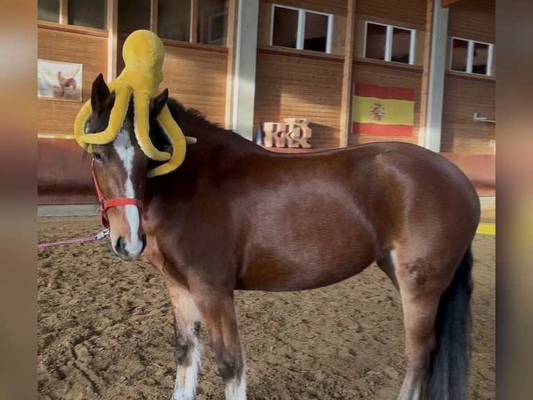 Freiberg / Franches Montagnes Giumenta 4 Anni 156 cm Baio in Achstetten