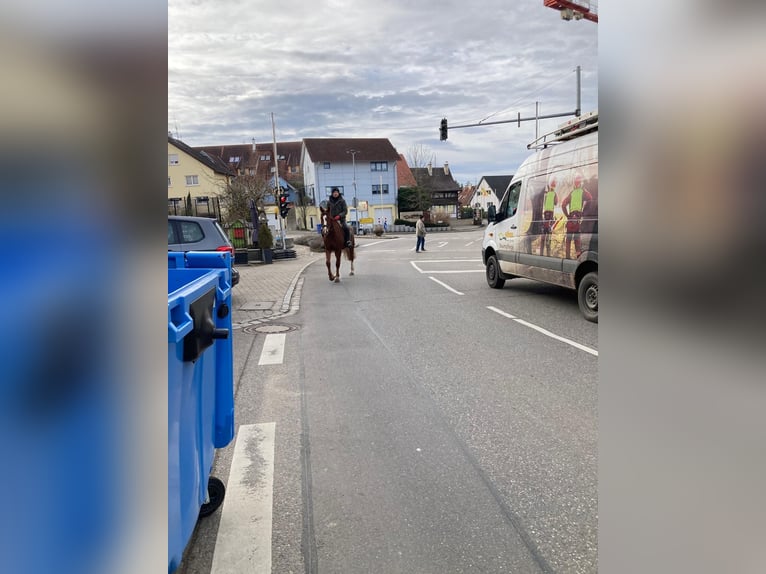 Freiberg / Franches Montagnes Giumenta 4 Anni 158 cm Baio in Rümmingen