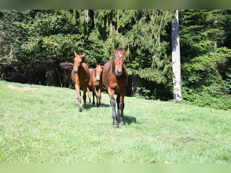 Freiberg / Franches Montagnes Giumenta 4 Anni  in Seewen SO
