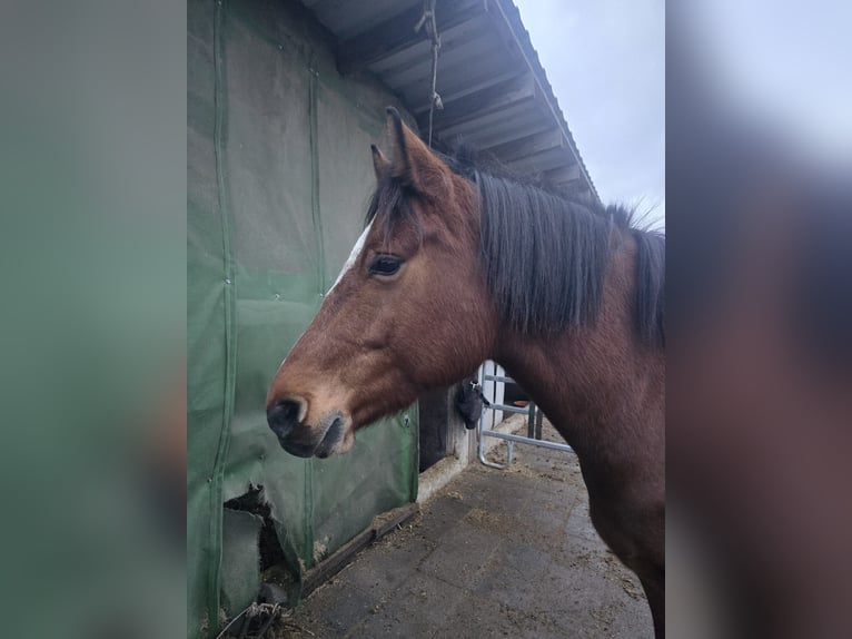 Freiberg / Franches Montagnes Giumenta 5 Anni 150 cm Baio in Gro&#xDF;-Umstadt