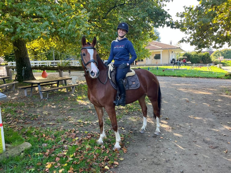 Freiberg / Franches Montagnes Giumenta 5 Anni 153 cm Baio in Rümmingen