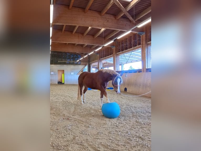 Freiberg / Franches Montagnes Giumenta 5 Anni 155 cm Sauro in Grub AR