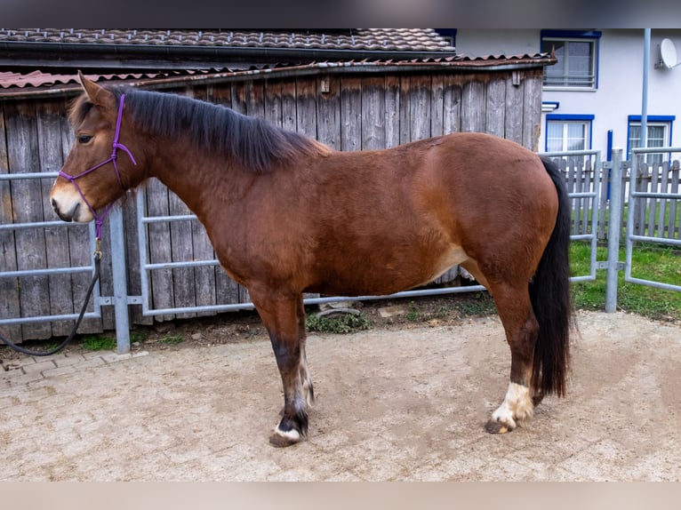 Freiberg / Franches Montagnes Giumenta 5 Anni 156 cm Baio in Wigoltingen