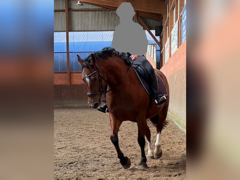 Freiberg / Franches Montagnes Giumenta 5 Anni 159 cm Baio in Colnrade
