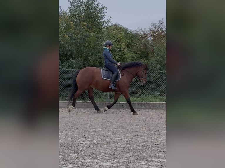 Freiberg / Franches Montagnes Giumenta 5 Anni 160 cm Baio in Laupheim