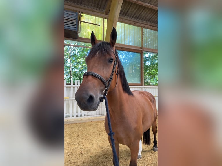 Freiberg / Franches Montagnes Giumenta 5 Anni 161 cm Baio in Sihlbrugg