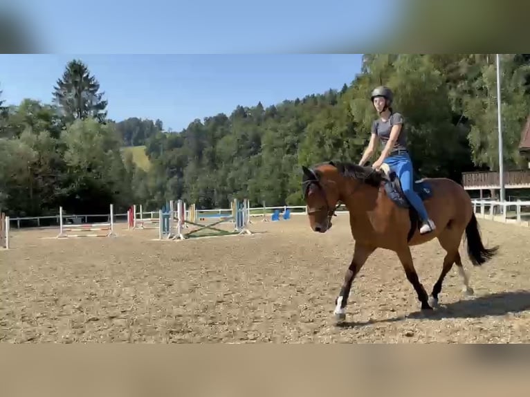 Freiberg / Franches Montagnes Giumenta 5 Anni 161 cm Baio in Sihlbrugg