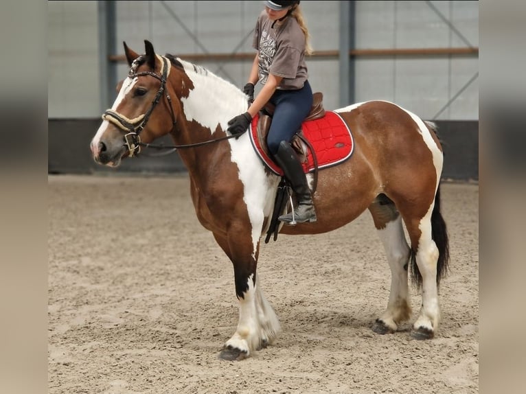 Freiberg / Franches Montagnes Mix Giumenta 6 Anni 155 cm Pezzato in Kaldenkirchen