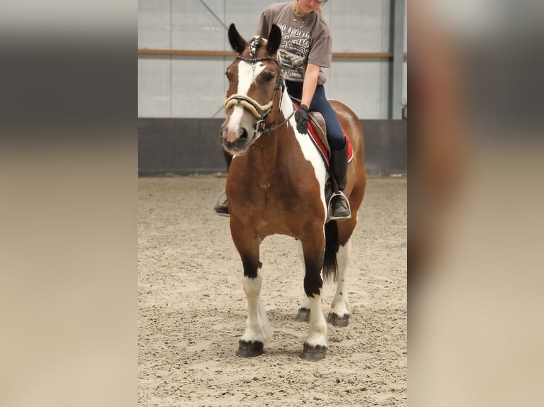 Freiberg / Franches Montagnes Mix Giumenta 6 Anni 155 cm Pezzato in Kaldenkirchen