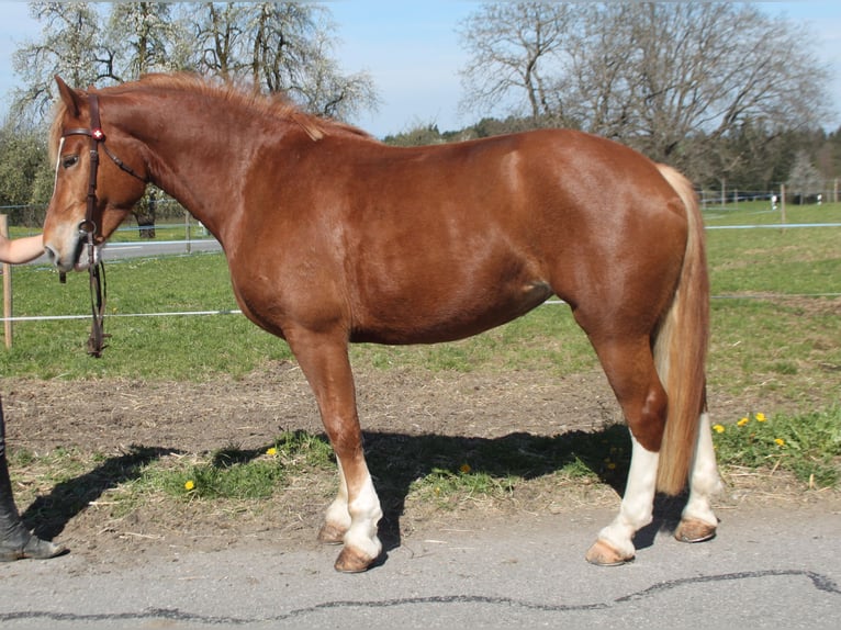 Freiberg / Franches Montagnes Giumenta 6 Anni 159 cm Sauro in Schönholzerswilen