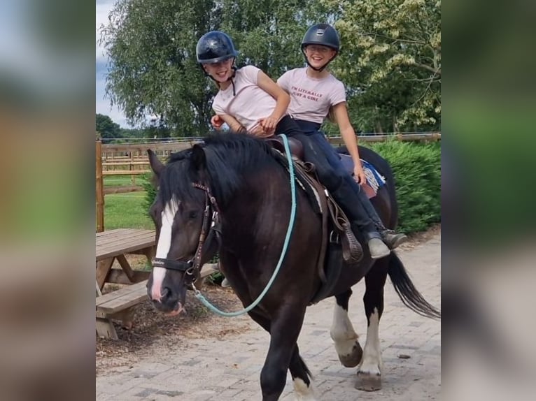 Freiberg / Franches Montagnes Mix Giumenta 6 Anni 161 cm Morello in KALDENKIRCHEN