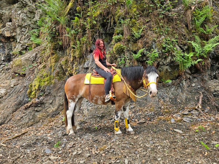 Freiberg / Franches Montagnes Mix Giumenta 7 Anni 155 cm Pezzato in Linkenbach