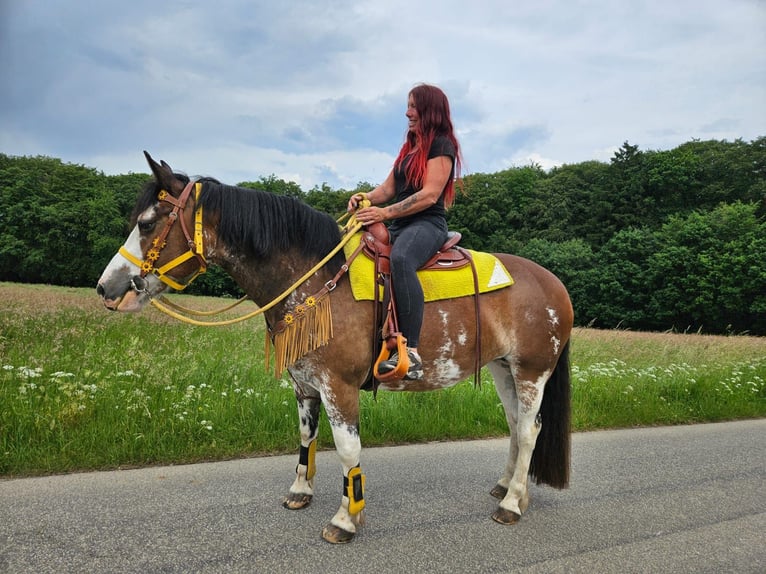 Freiberg / Franches Montagnes Mix Giumenta 7 Anni 155 cm Pezzato in Linkenbach