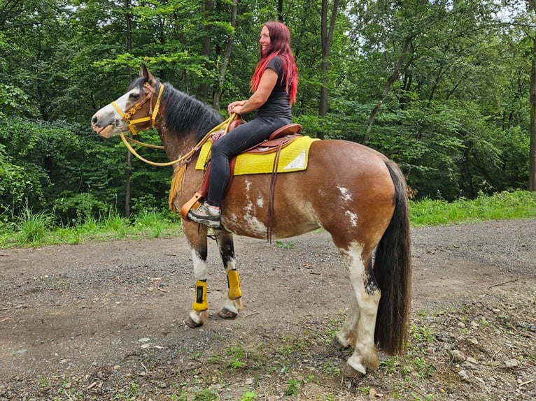 Freiberg / Franches Montagnes Mix Giumenta 7 Anni 155 cm Pezzato in Linkenbach