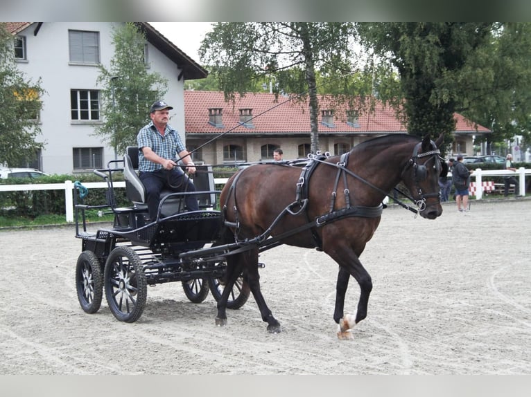 Freiberg / Franches Montagnes Giumenta 7 Anni 157 cm Baio scuro in Giffers