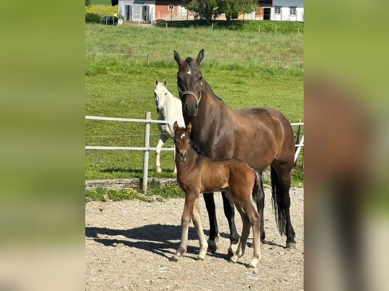 Freiberg / Franches Montagnes Giumenta 7 Anni 157 cm Baio scuro in Giffers