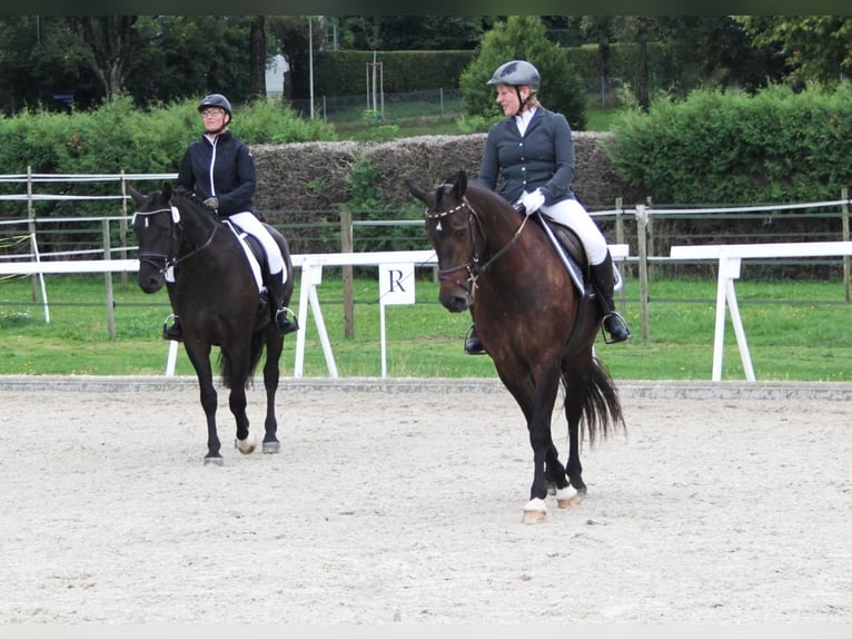 Freiberg / Franches Montagnes Giumenta 7 Anni 157 cm Baio scuro in Giffers
