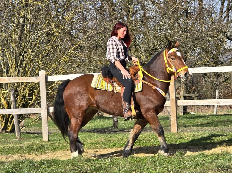 Freiberg / Franches Montagnes Giumenta 8 Anni 155 cm Baio in Linkenbach