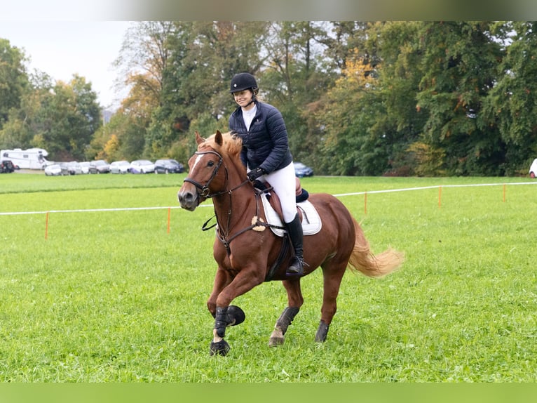 Freiberg / Franches Montagnes Giumenta 9 Anni 156 cm Sauro in Bern