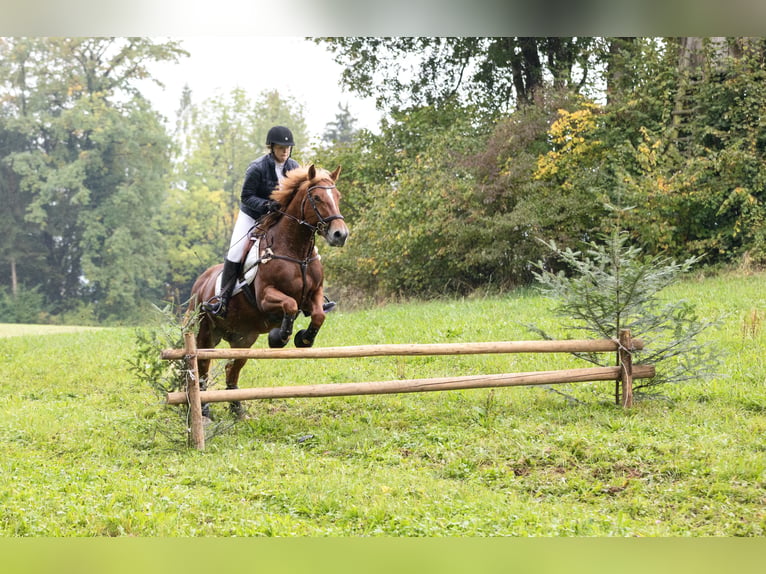 Freiberg / Franches Montagnes Giumenta 9 Anni 156 cm Sauro in Bern