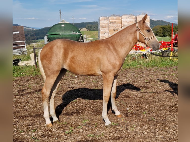 Freiberg / Franches Montagnes Giumenta Puledri (03/2026) 155 cm Sauro in Rüschegg Gambach