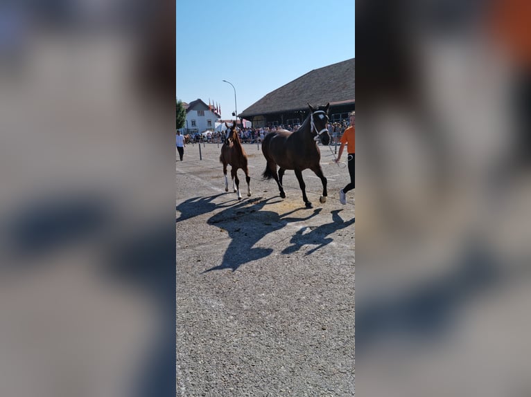 Freiberg / Franches Montagnes Giumenta Puledri (03/2025) Baio in Le Noirmont