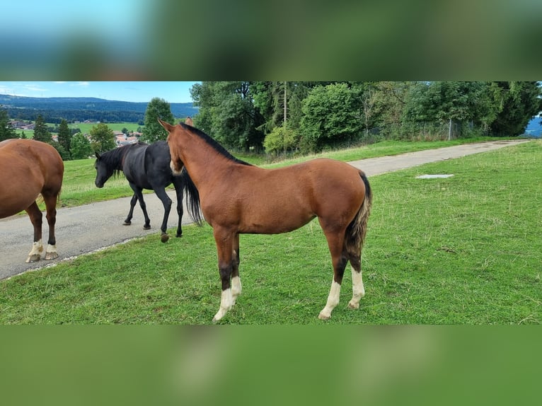 Freiberg / Franches Montagnes Giumenta Puledri (03/2025) Baio in Le Noirmont