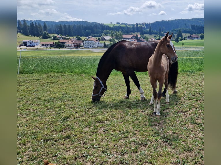 Freiberg / Franches Montagnes Giumenta  Baio in Les Emibois