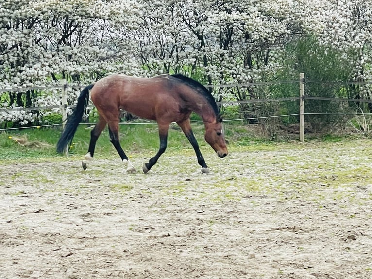 Freiberg / Franches Montagnes Stallone 12 Anni 161 cm Baio ciliegia in Weerselo