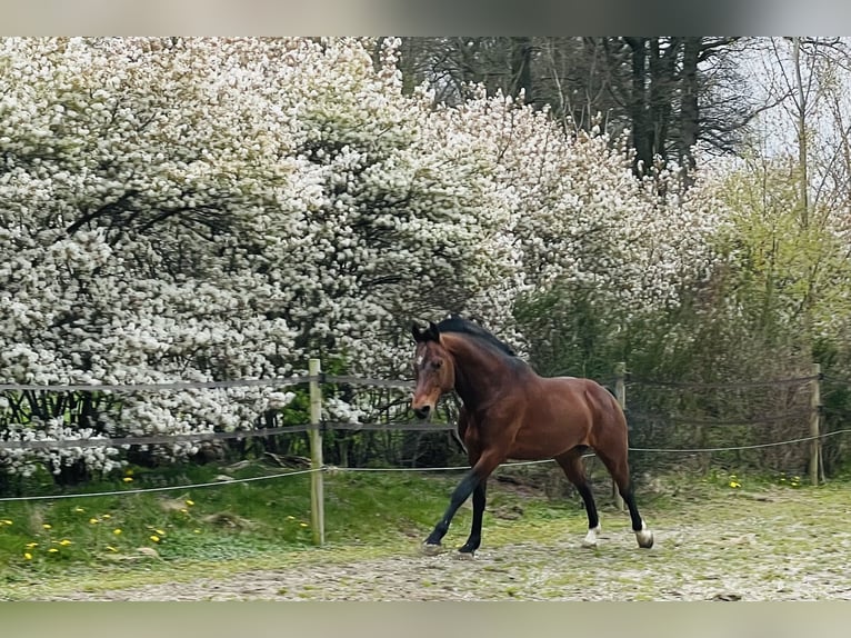 Freiberg / Franches Montagnes Stallone 12 Anni 161 cm Baio ciliegia in Weerselo