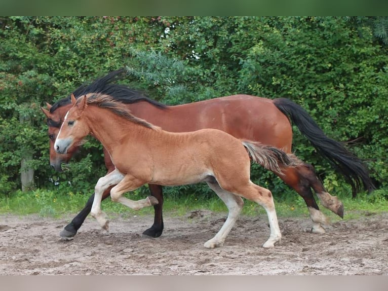 Freiberg / Franches Montagnes Stallone 2 Anni 155 cm Baio in Barenburg